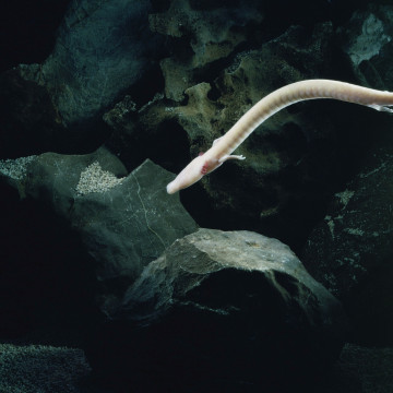 - Esemplare di Proteus Anguinus.